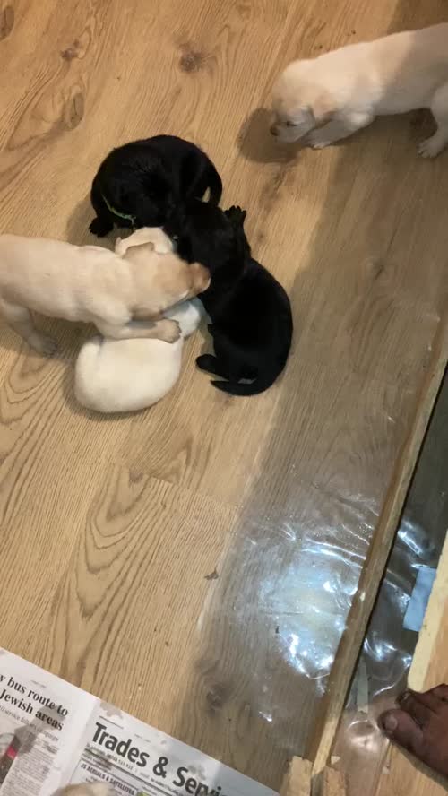 Fully Health checked & KC registered puppies. Bred with purpose for the best temperament, looks and working ability. (Just 5 left) for sale in Hertfordshire