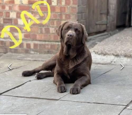 Fully Health checked & KC registered puppies. Bred with purpose for the best temperament, looks and working ability. (Just 5 left) for sale in Hertfordshire - Image 3