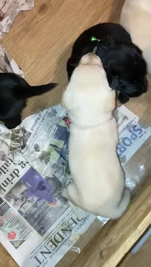 Fully Health checked & KC registered puppies. Bred with purpose for the best temperament, looks and working ability. (Just 5 left) for sale in Hertfordshire