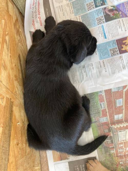 Fully Health checked & KC registered puppies. Bred with purpose for the best temperament, looks and working ability. (Just 5 left) for sale in Hertfordshire - Image 4