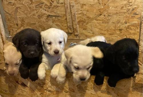 Fully Health checked & KC registered puppies. Bred with purpose for the best temperament, looks and working ability. (Just 5 left) for sale in Hertfordshire - Image 5