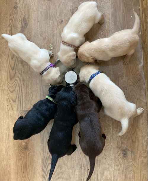 Outstanding Puppies, Fully Health checked & KC registered. Bred with purpose for the best temperament, looks and working ability. (Just 4 left) for sale in Hertfordshire