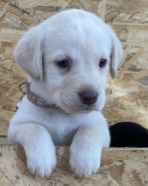 Fully Health checked & KC registered puppies. Bred with purpose for the best temperament, looks and working ability. (Just 4 left) for sale in Hertfordshire - Image 2