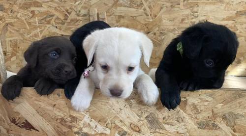 Fully Health checked & KC registered puppies. Bred with purpose for the best temperament, looks and working ability. (Just 4 left) for sale in Hertfordshire - Image 3