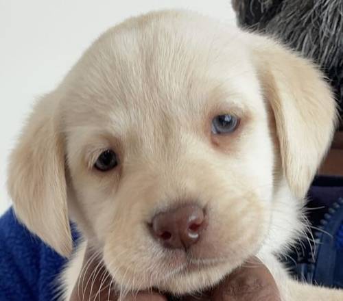 Outstanding Puppies, Fully Health checked & KC registered. Bred with purpose for the best temperament, looks and working ability. (Just 4 left) for sale in Hertfordshire - Image 5