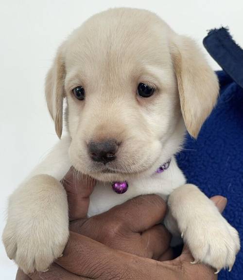 Fully Health checked & KC registered puppies. Bred with purpose for the best temperament, looks and working ability. (Just 4 left) for sale in Hertfordshire - Image 8