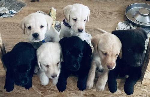 Outstanding Puppies, Fully Health checked & KC registered. Bred with purpose for the best temperament, looks and working ability. (Just 4 left) for sale in Hertfordshire - Image 9