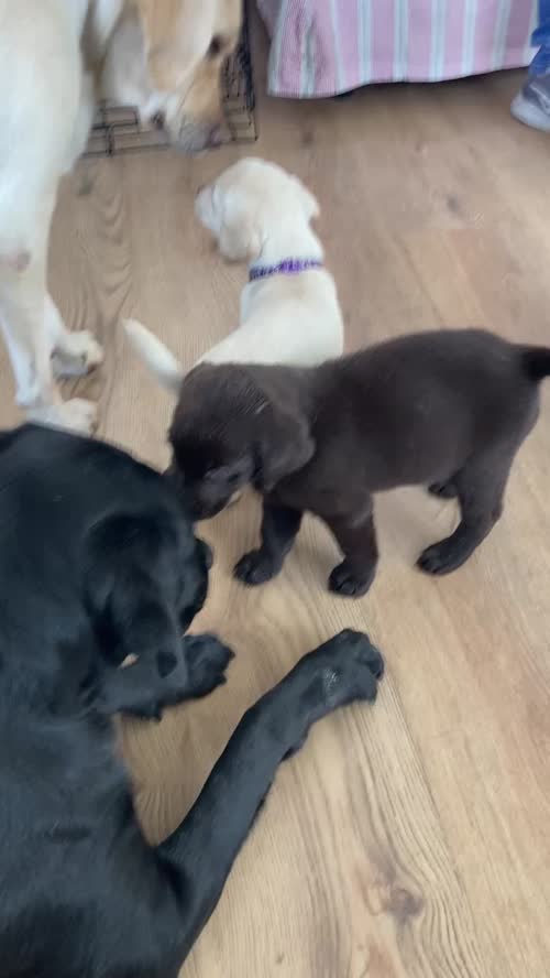 Outstanding Puppies, Fully Health checked & KC registered. Bred with purpose for the best temperament, looks and working ability. (Just 4 left) for sale in Hertfordshire