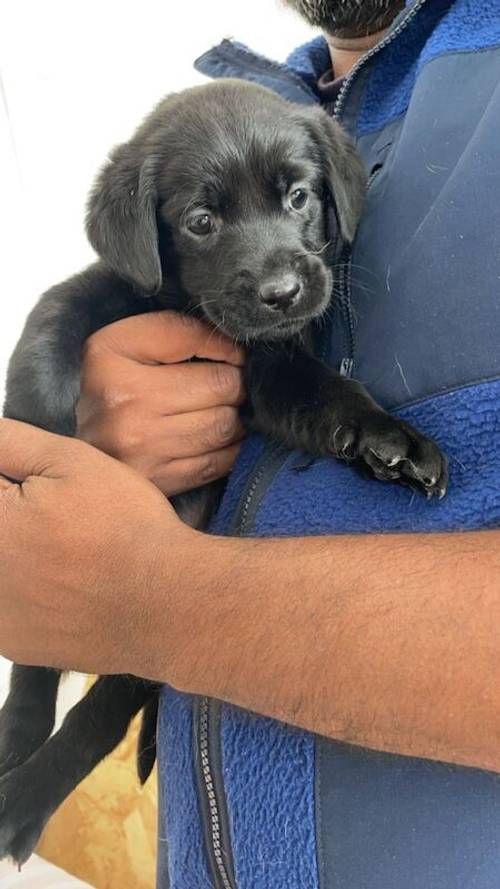 Outstanding Puppies, Fully Health checked & KC registered. Bred with purpose for the best temperament, looks and working ability. (Just 4 left) for sale in Hertfordshire - Image 11