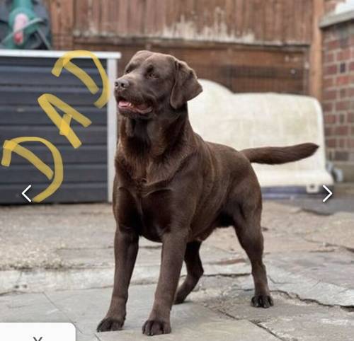 Fully Health checked & KC registered puppies. Bred with purpose for the best temperament, looks and working ability. (Just 4 left) for sale in Hertfordshire - Image 13