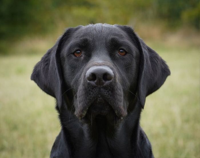 Labrador Retriever stud dog for stud in Southwell, Nottinghamshire – KC registered, 1 year old