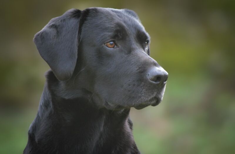 FULLY HEALTH TESTED Black labrador stud 