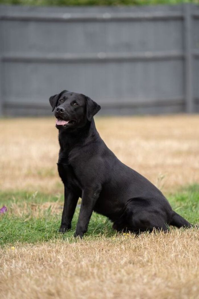 Labrador Retriever stud dog for stud in Doddington, Cambridgeshire – KC registered, 3 years old