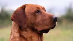 FULLY HEALTH TESTED black & yellow males for sale in Leyburn, North Yorkshire | Image 2