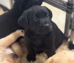 FULLY HEALTH TESTED black & yellow males for sale in Leyburn, North Yorkshire | Image 3