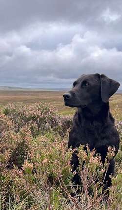 FULLY HEALTH TESTED black & yellow males for sale in Leyburn, North Yorkshire | Image 4