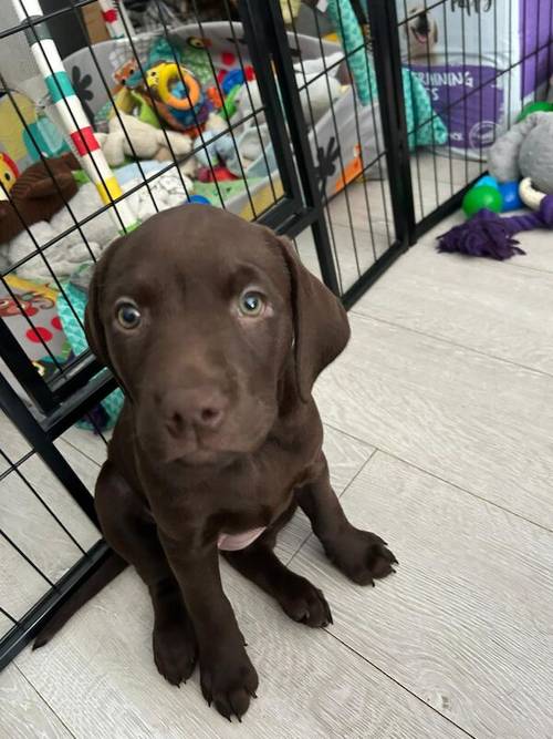 Fully health tested chocolate labradors for sale in Corringham, Essex - Image 3