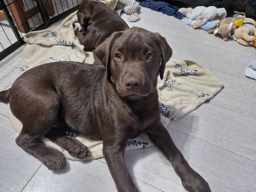 Fully health tested chocolate labradors for sale in Corringham, Essex - Image 7