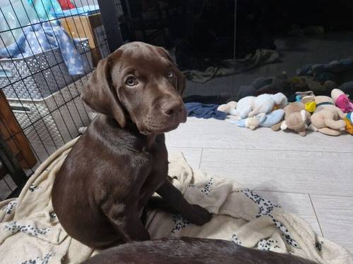 Fully health tested chocolate labradors for sale in Corringham, Essex - Image 8