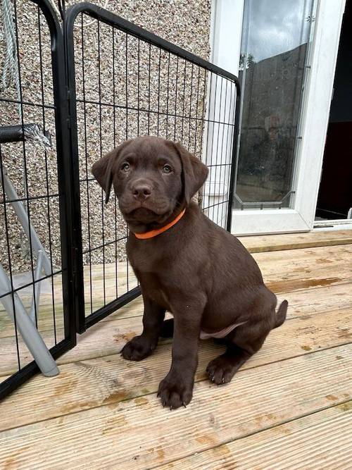 Fully health tested chocolate labradors for sale in Corringham, Essex - Image 9