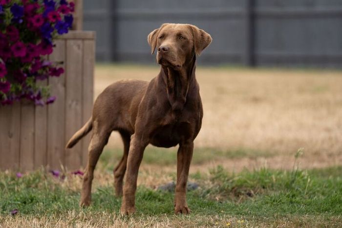 Labrador Retriever stud dog for stud in Doddington, Cambridgeshire – KC registered, 1 year old