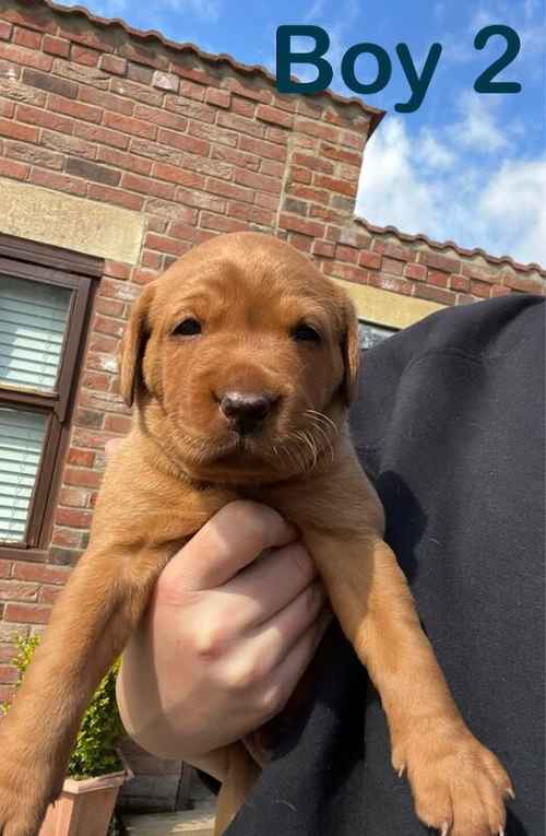 Fully health tested fox red labrador puppies for sale in Pickering, North Yorkshire