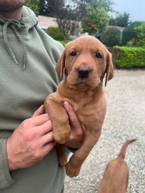 Fully health tested fox red labrador puppies for sale in Pickering, North Yorkshire - Image 1