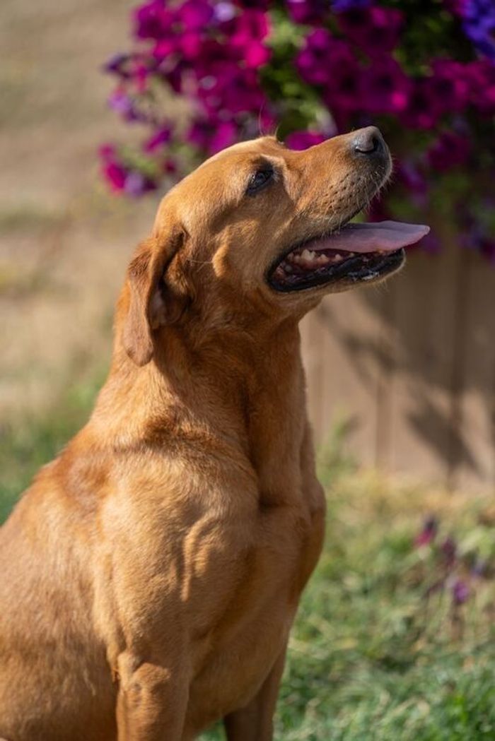 Labrador Retriever stud dog for stud in Doddington, Cambridgeshire – KC registered, 7 years old