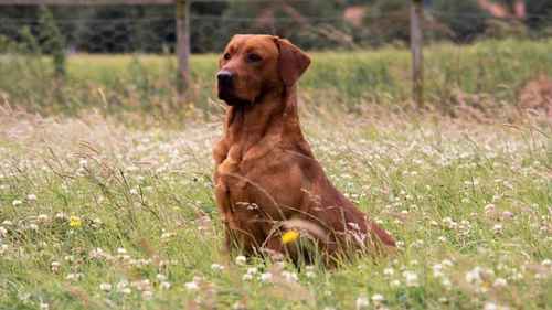 Fully health tested fox red stud for sale in Leyburn, North Yorkshire