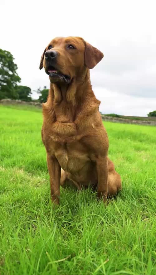 Fully health tested fox red stud for sale in Leyburn, North Yorkshire