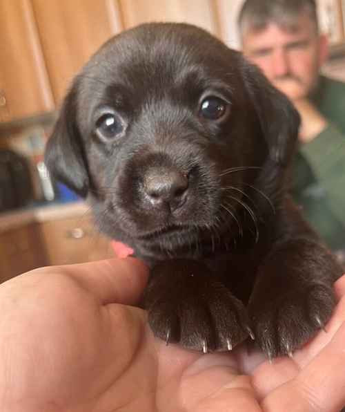 Fully health tested FTCH black Labrador Puppy for sale in Lower Shuckburgh, Warwickshire