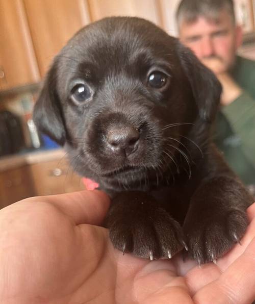 Fully health tested FTCH black Labrador Puppy for sale in Lower Shuckburgh, Warwickshire - Image 1