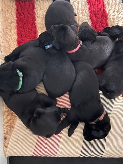 Fully health tested FTCH black Labrador Puppy for sale in Lower Shuckburgh, Warwickshire - Image 2