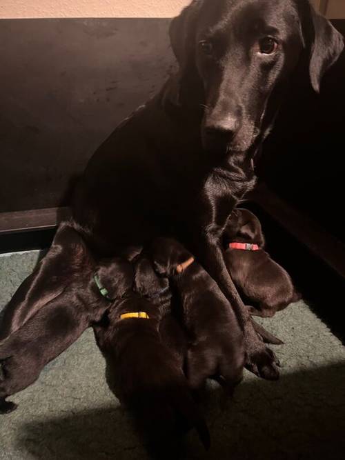 Fully health tested FTCH black Labrador Puppy for sale in Lower Shuckburgh, Warwickshire - Image 3