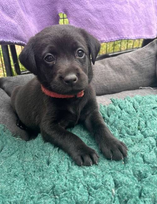 Fully health tested FTCH black Labrador Puppy for sale in Lower Shuckburgh, Warwickshire - Image 4