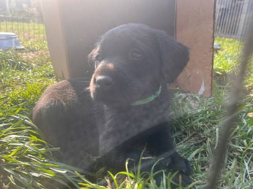 Fully health tested FTCH black Labrador Puppy for sale in Lower Shuckburgh, Warwickshire - Image 5