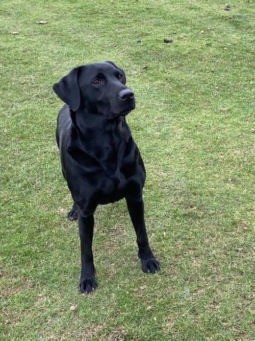 Fully health tested FTCH black Labrador Puppy for sale in Lower Shuckburgh, Warwickshire - Image 6