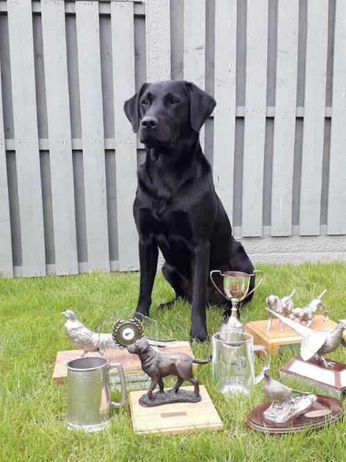 Fully health tested FTCH black Labrador Puppy for sale in Lower Shuckburgh, Warwickshire - Image 7