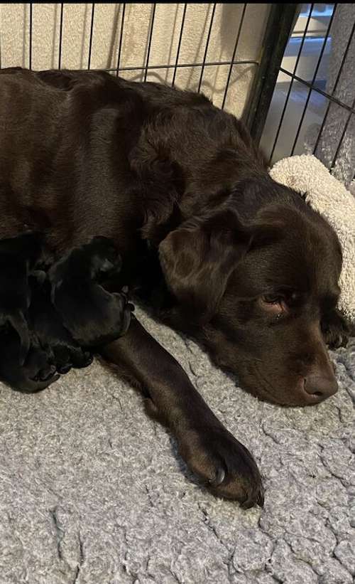 Fully health tested Gorgeous Goldador puppies for sale in March, Cambridgeshire