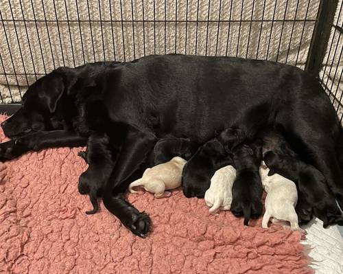 Fully health tested & insured Goldador puppies for sale in March, Cambridgeshire - Image 2