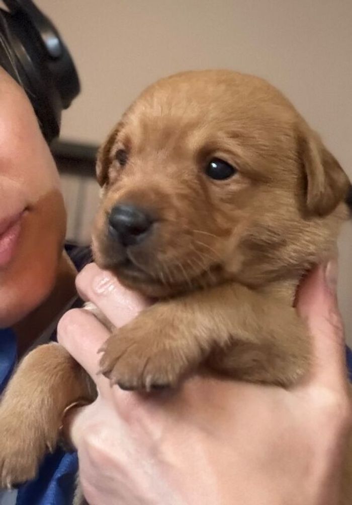 Labrador Retriever puppies for sale in Arundel, West Sussex – KC registered, 4 weeks old
