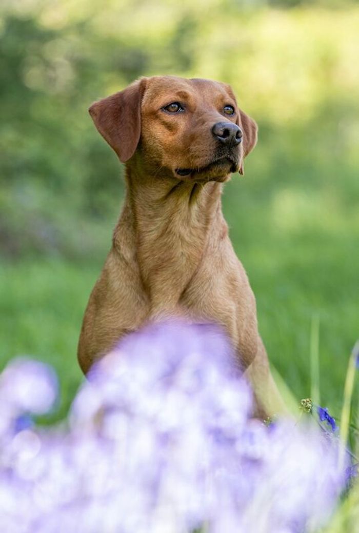 Labrador Retriever puppies for sale in Arundel, West Sussex – KC registered, 5 weeks old - Image 3 of 15