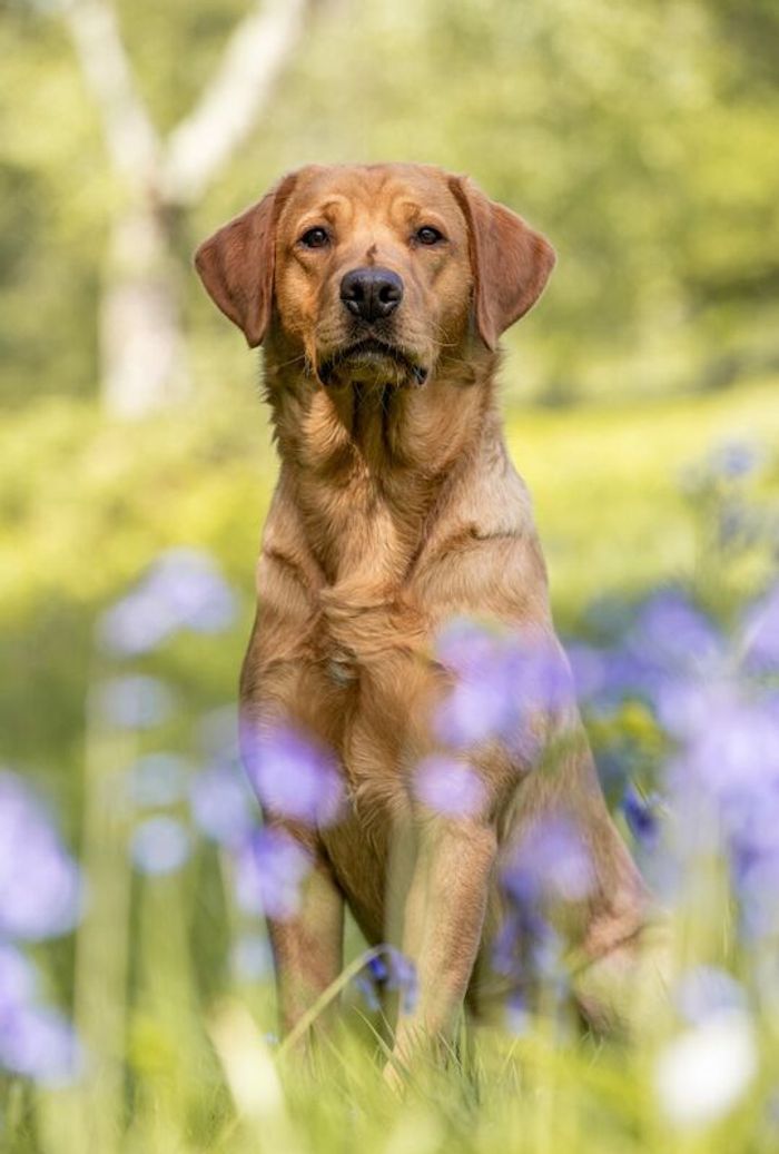 Labrador Retriever puppies for sale in Arundel, West Sussex – KC registered, 5 weeks old - Image 4 of 15