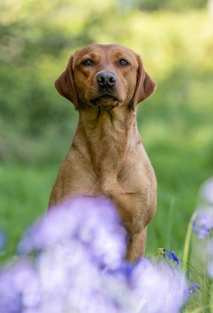 Labrador Retriever puppies for sale in Arundel, West Sussex – KC registered, 5 weeks old - Image 5 of 15
