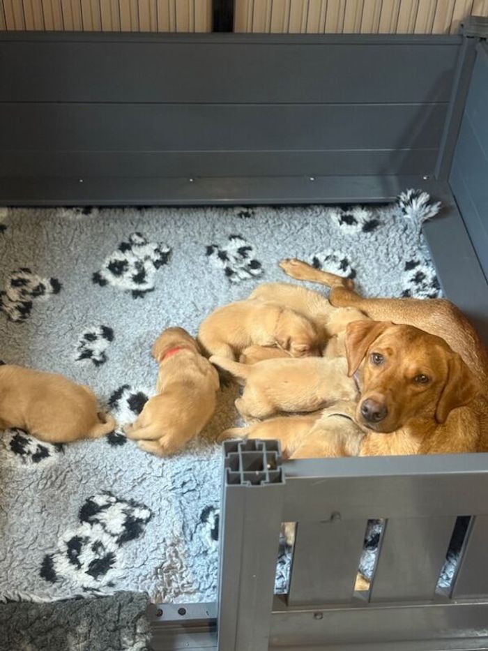 Labrador Retriever puppies for sale in Arundel, West Sussex – KC registered, 5 weeks old - Image 7 of 15