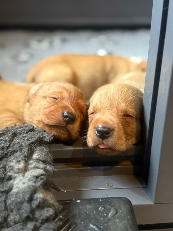 Labrador Retriever puppies for sale in Arundel, West Sussex – KC registered, 5 weeks old - Image 9 of 15
