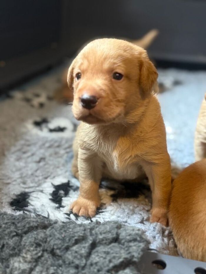 Labrador Retriever puppies for sale in Arundel, West Sussex – KC registered, 5 weeks old - Image 10 of 15