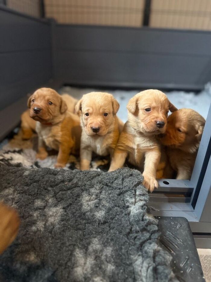 Labrador Retriever puppies for sale in Arundel, West Sussex – KC registered, 5 weeks old - Image 11 of 15