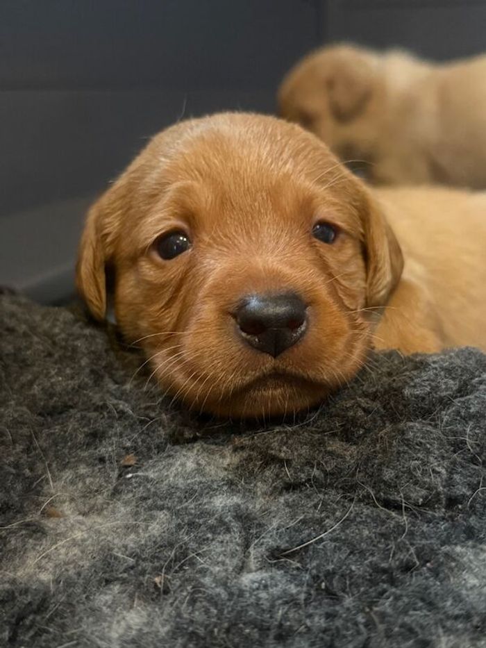 Labrador Retriever puppies for sale in Arundel, West Sussex – KC registered, 5 weeks old - Image 13 of 15