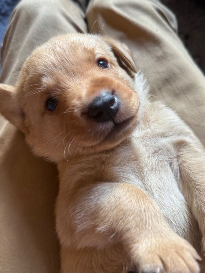 Labrador Retriever puppies for sale in Arundel, West Sussex – KC registered, 5 weeks old - Image 15 of 15